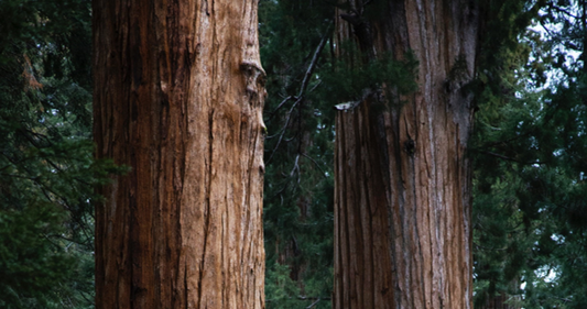 Trees-Tracy Hibsman Studio