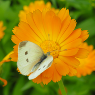 Calendula Arvensis