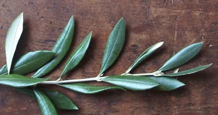 Olive Leaves & Blossoms-Tracy Hibsman Studio